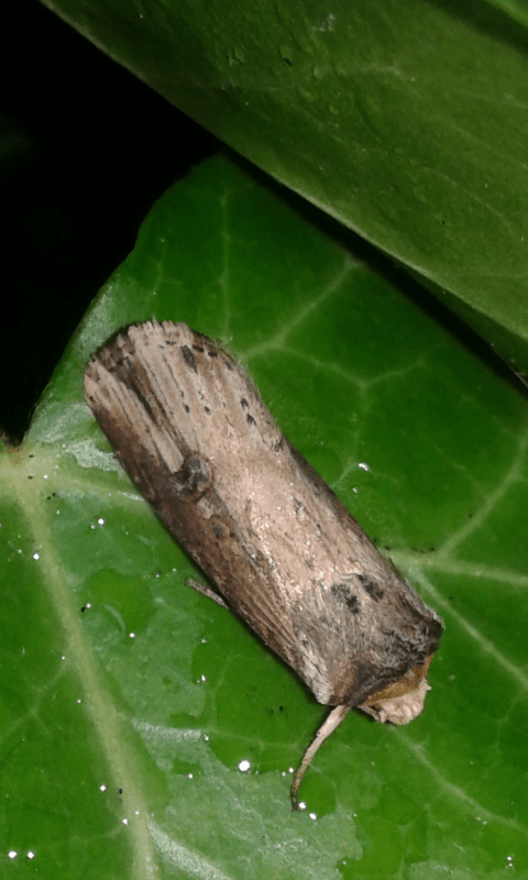 Noctuidae: Xylena (Xylena) exsoleta ?  No, Axylia putris